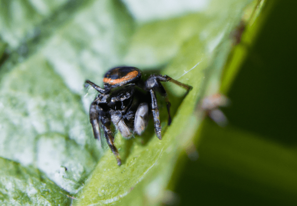 Sonhar com Aranha Significado